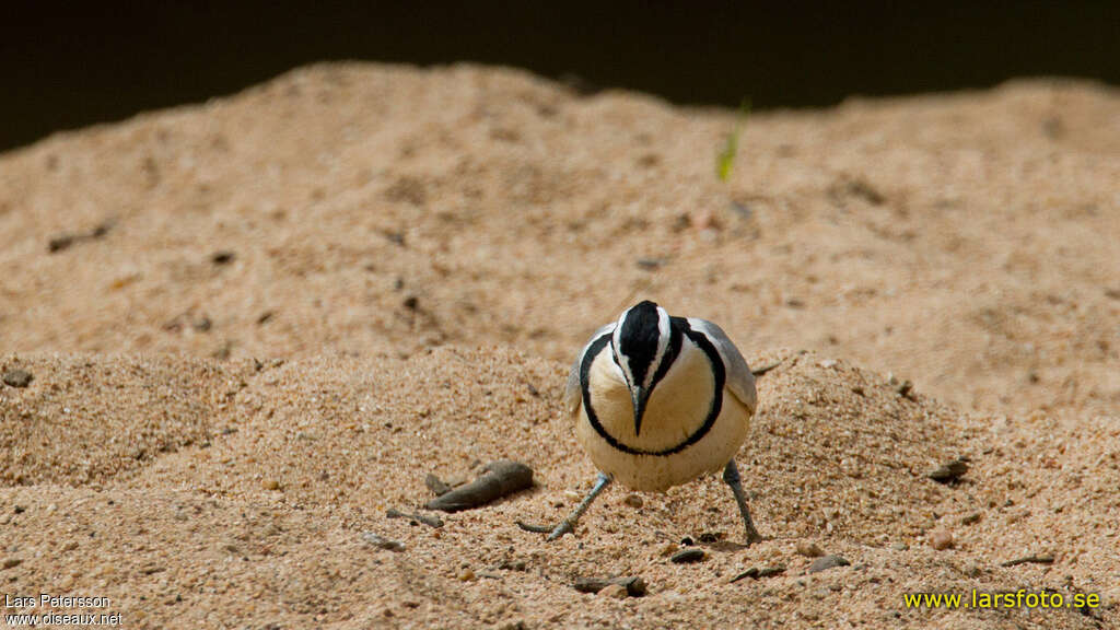 Egyptian Ploveradult, Reproduction-nesting