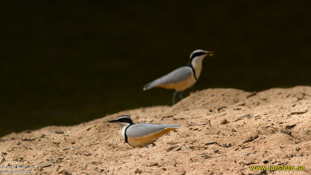 Pluvian fluviatile