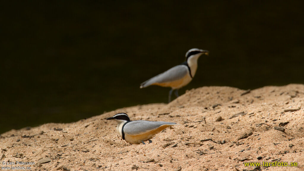 Egyptian Plover