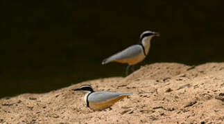 Egyptian Plover