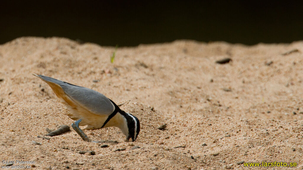 Egyptian Plover