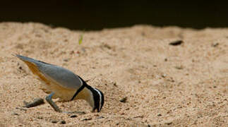 Egyptian Plover