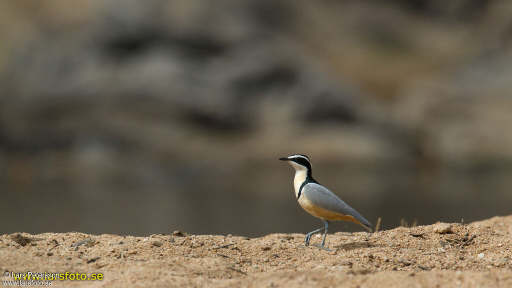 Egyptian Plover