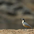 Pluvian fluviatile