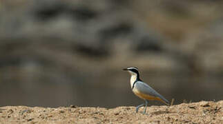 Egyptian Plover