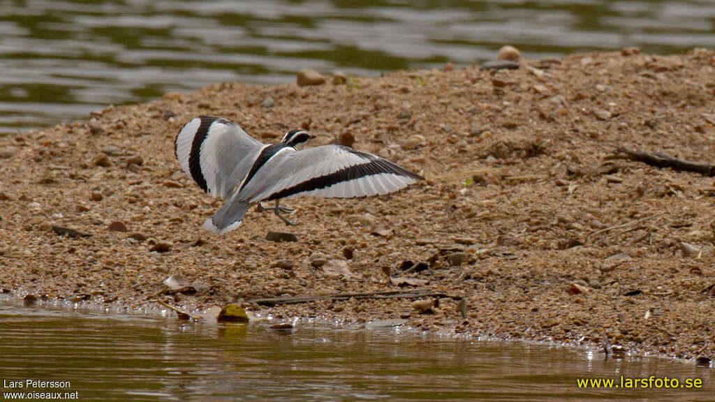 Egyptian Ploveradult, aspect, pigmentation, Flight