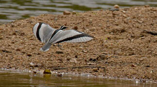 Egyptian Plover