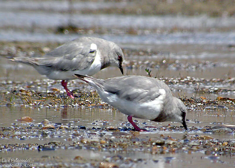 Magellanic Plover, eats