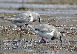 Magellanic Plover