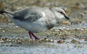 Magellanic Plover