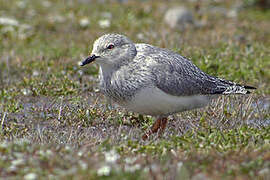 Magellanic Plover