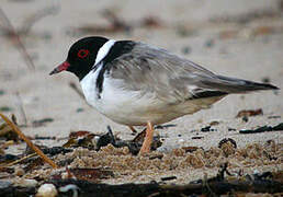 Hooded Dotterel