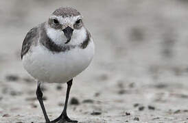 Wrybill