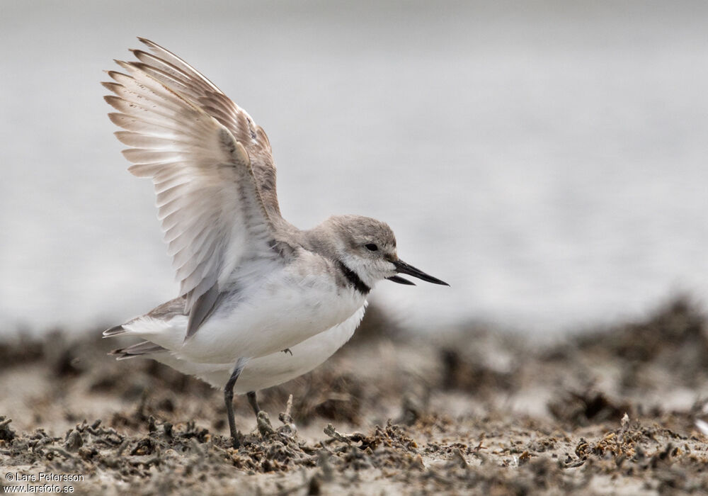 Wrybill