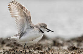 Wrybill