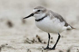 Wrybill