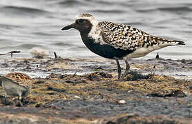 Grey Plover