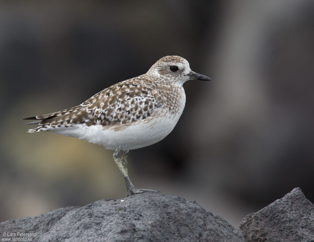 Grey Plover