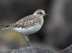 Grey Plover