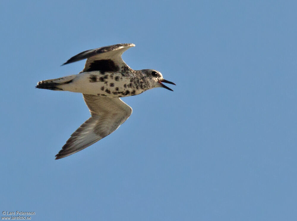 Grey Plover