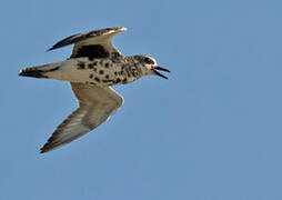 Grey Plover