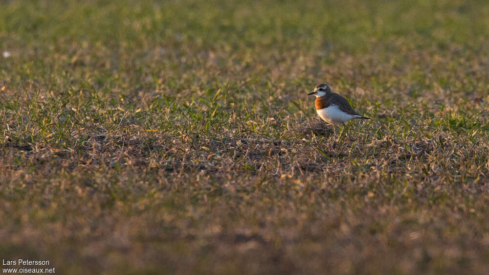 Caspian Plover male adult, habitat, pigmentation