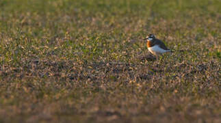 Caspian Plover