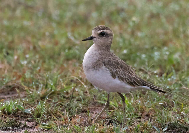 Pluvier asiatique 1ère année lape275174