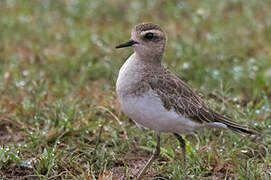 Caspian Plover