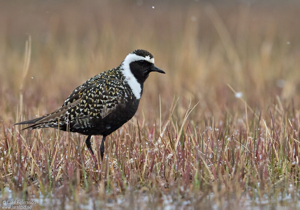 American Golden Plover