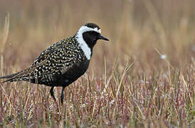 American Golden Plover