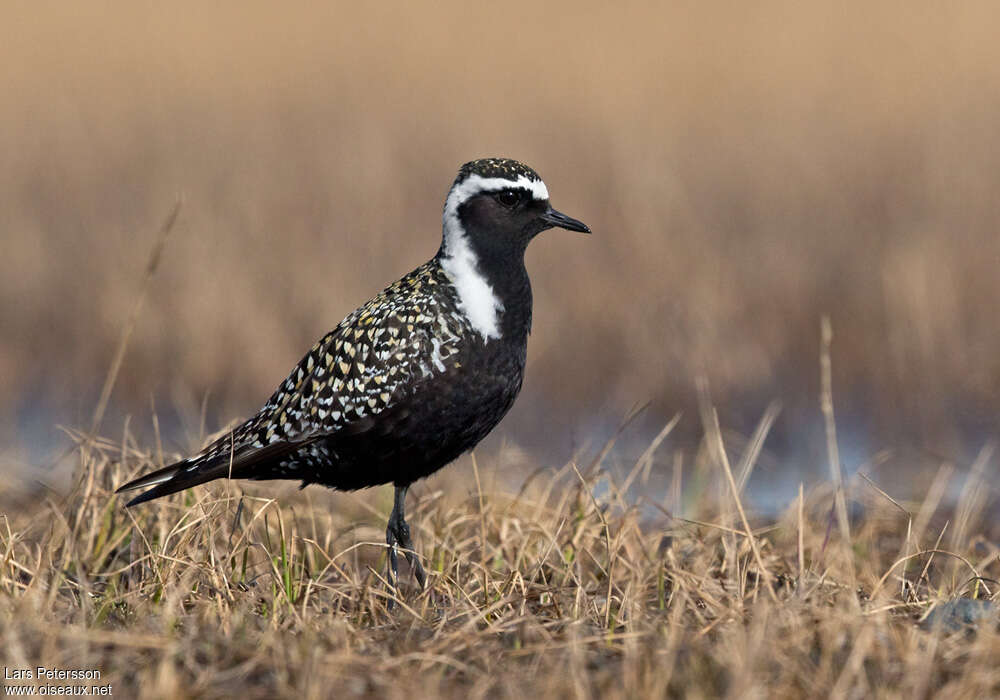 American Golden Plover male adult breeding, identification