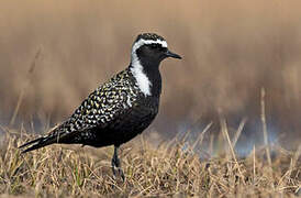 American Golden Plover