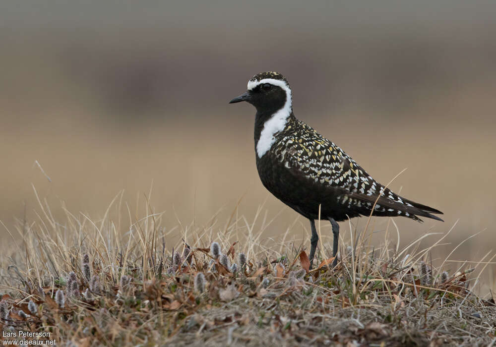 American Golden Plover male adult breeding, identification