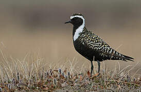 American Golden Plover