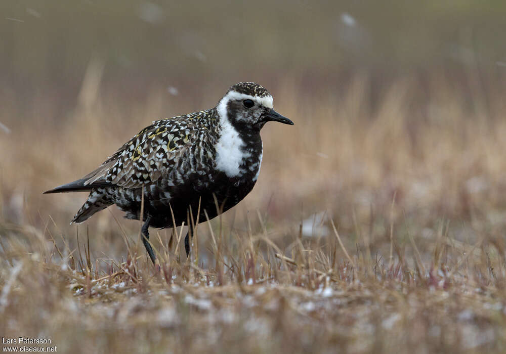 American Golden Plover female adult breeding, identification
