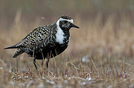 American Golden Plover