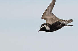 American Golden Plover