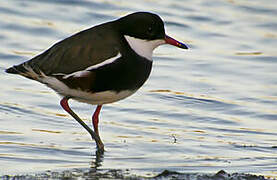 Red-kneed Dotterel