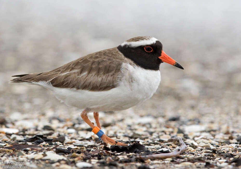 Shore Ploveradult, identification