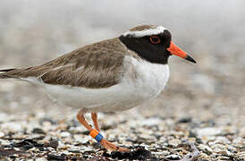 Shore Dotterel