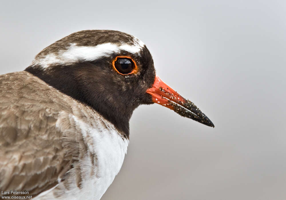 Shore Dottereladult, close-up portrait