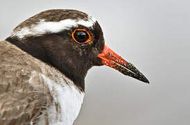 Shore Dotterel