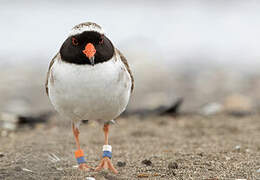 Shore Plover