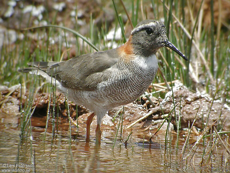 Diademed Sandpiper-Plover