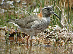 Diademed Sandpiper-Plover