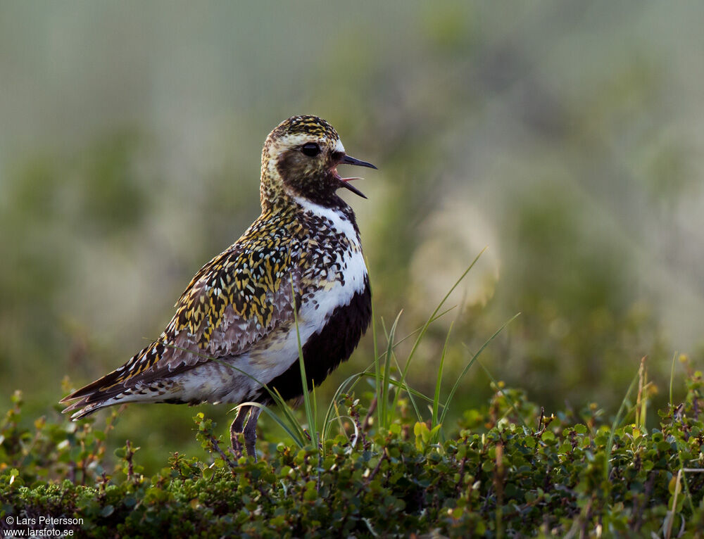 European Golden Plover