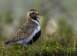 European Golden Plover