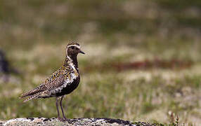 European Golden Plover