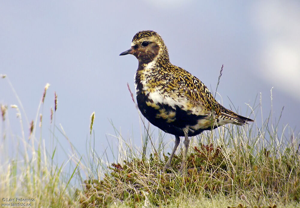 European Golden Plover